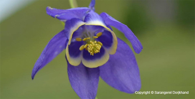 Tour Special Interest Wild Flowers In Mongolia Image 19