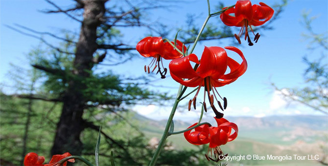 Tour Special Interest Wild Flowers In Mongolia Image 20