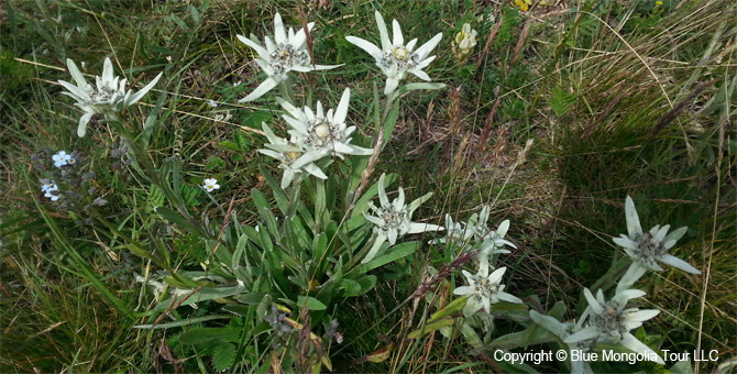 Tour Special Interest Wild Flowers In Mongolia Image 22