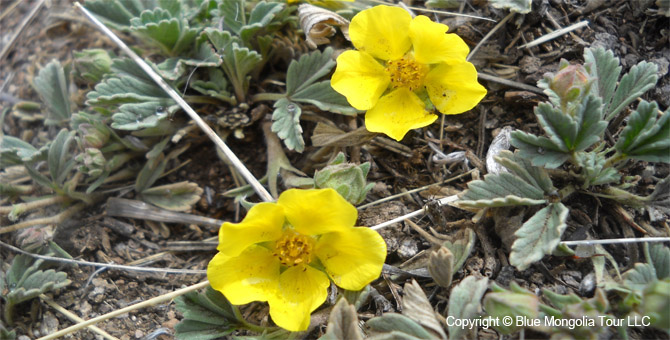 Tour Special Interest Wild Flowers In Mongolia Image 23