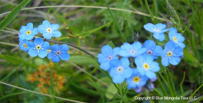 Tour Special Interest Wild Flowers In Mongolia Image 24