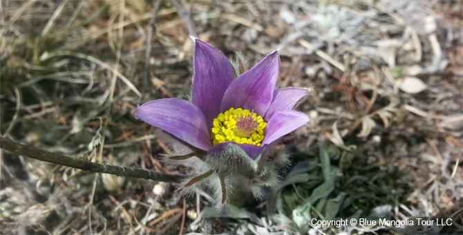 Tour Special Interest Wild Flowers In Mongolia Image 3