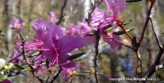 Tour Special Interest Wild Flowers In Mongolia Image 32