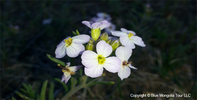 Tour Special Interest Wild Flowers In Mongolia Image 34