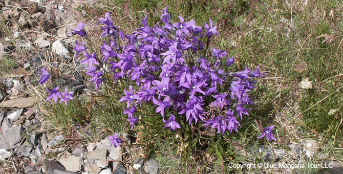 Tour Special Interest Wild Flowers In Mongolia Image 35