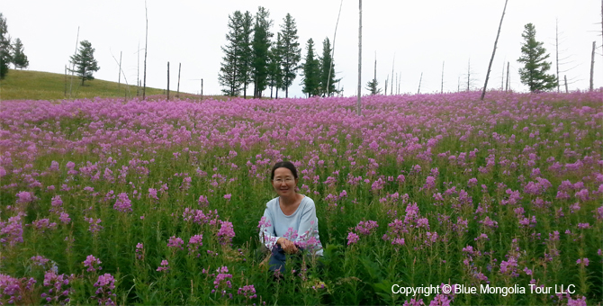 Tour Special Interest Wild Flowers In Mongolia Image 37