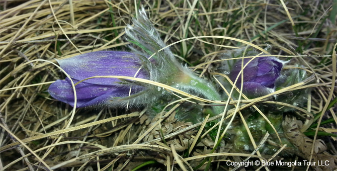 Tour Special Interest Wild Flowers In Mongolia Image 4