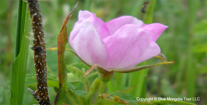 Tour Special Interest Wild Flowers In Mongolia Image 40