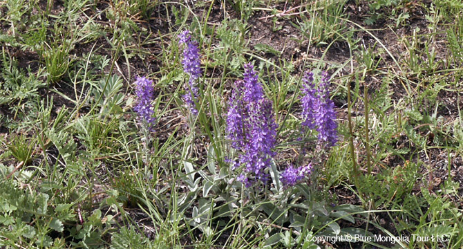 Tour Special Interest Wild Flowers In Mongolia Image 41