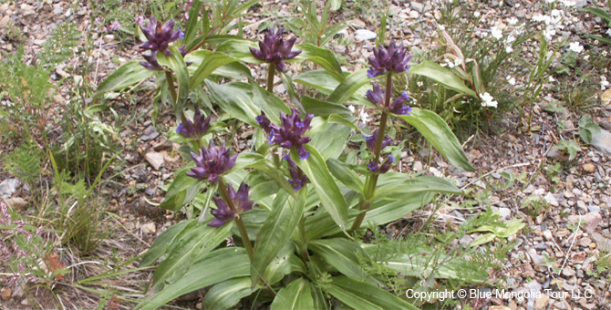 Tour Special Interest Wild Flowers In Mongolia Image 42