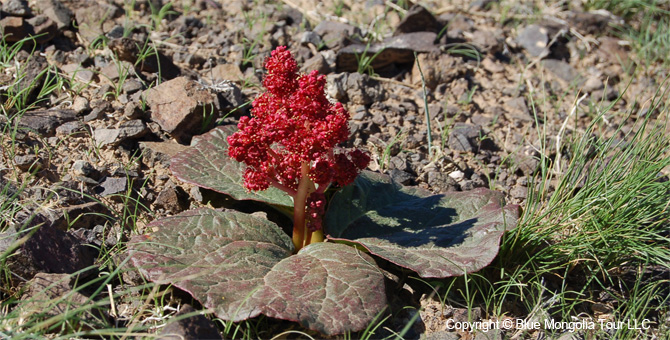 Tour Special Interest Wild Flowers In Mongolia Image 43