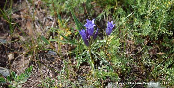 Tour Special Interest Wild Flowers In Mongolia Image 44