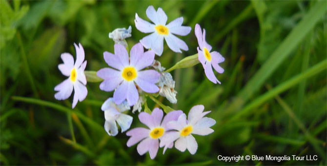 Tour Special Interest Wild Flowers In Mongolia Image 9