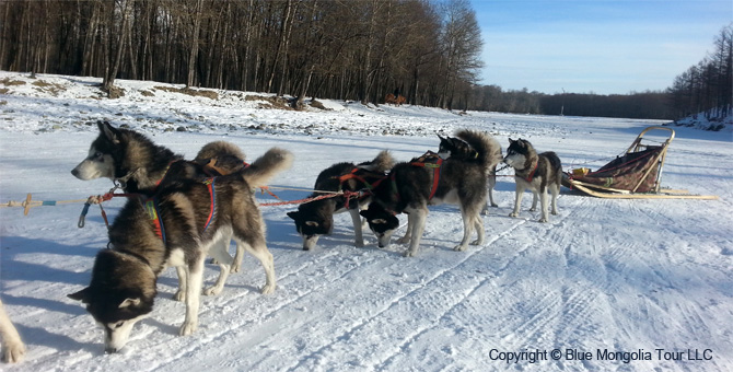 Tour Winter Tour Dog Sledding Travel Image 11